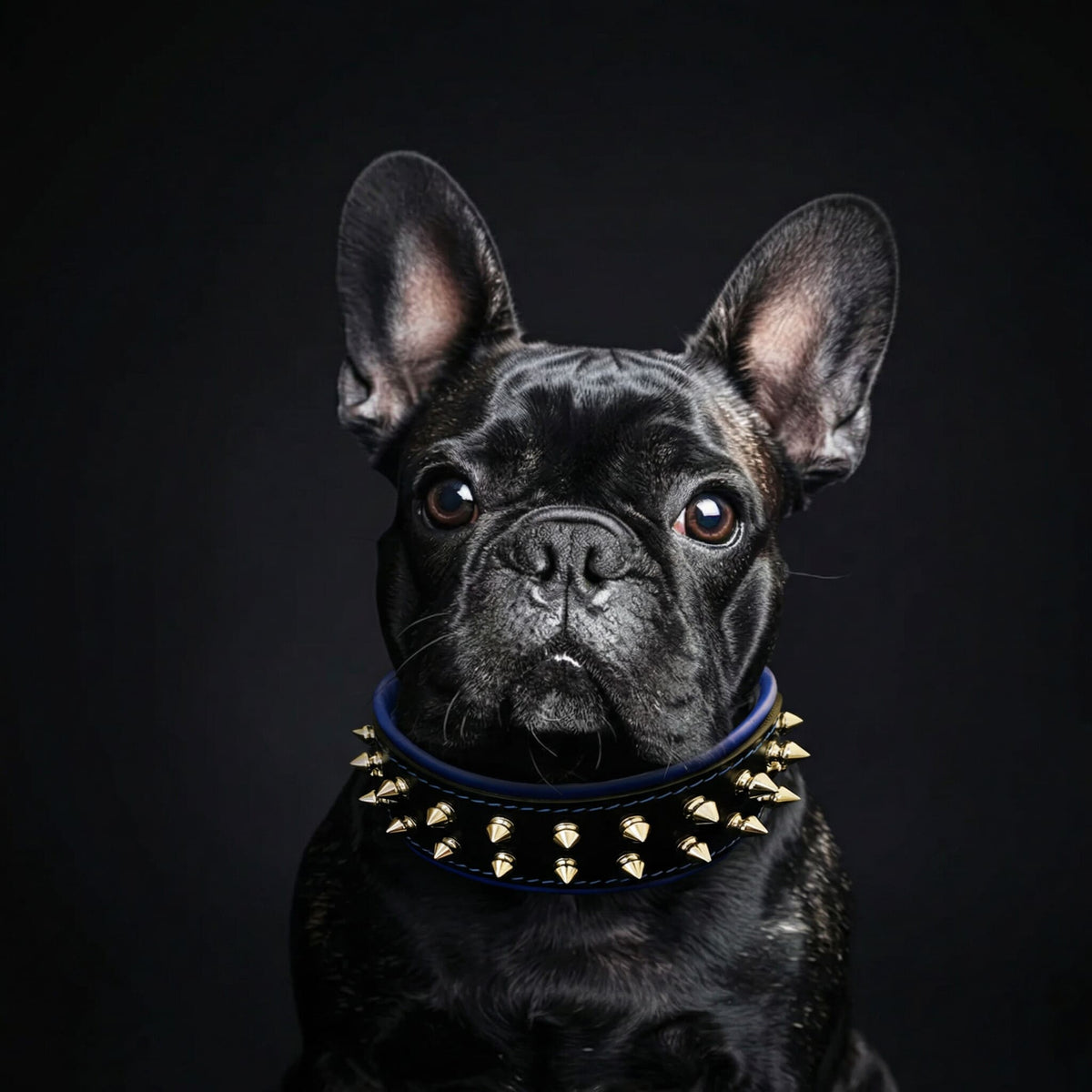 "Frenchie" collar